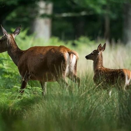 Maison Au Milieu Des Bois Et Des Animaux Jouy-le-Potier Exteriér fotografie