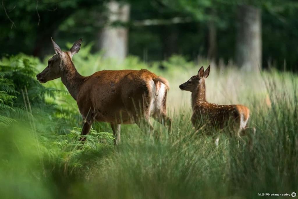 Maison Au Milieu Des Bois Et Des Animaux Jouy-le-Potier Exteriér fotografie