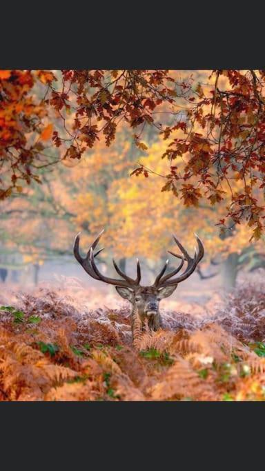 Maison Au Milieu Des Bois Et Des Animaux Jouy-le-Potier Exteriér fotografie