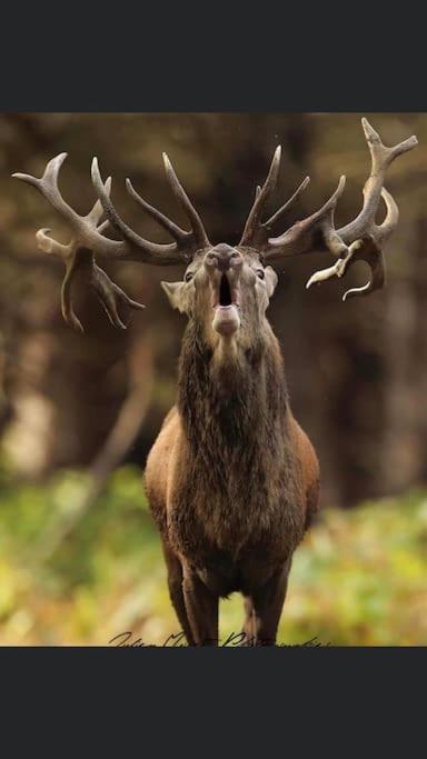Maison Au Milieu Des Bois Et Des Animaux Jouy-le-Potier Exteriér fotografie